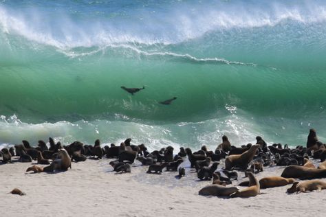 Video: San Miguel Island reopens after 2 years — Here's how to get there and… San Miguel Island, Aquatic Mammals, Los Angeles Parks, Ray Of Hope, Channel Islands National Park, Visit California, Channel Islands, Marine Mammals, Us National Parks