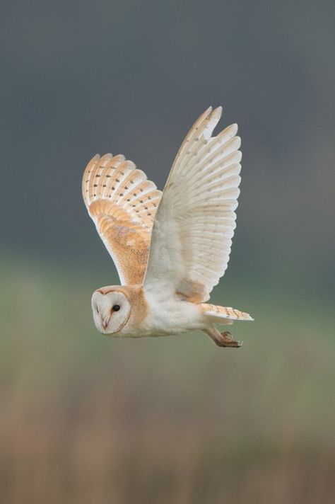 Owl Flying, Owl Pictures, Beautiful Owl, Owl Bird, Snowy Owl, Owl Print, Owl Art, Barn Owl, Birds Of Prey