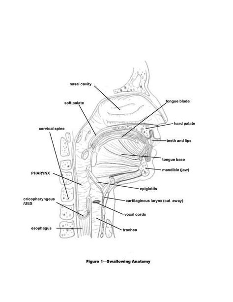 Understanding the Modified Barium Swallow Study. Great Resource. Speech Anatomy, Speech Language Pathology Grad School, Barium Swallow, Medical Slp, Types Of Fractures, Speech Therapy Tools, Feeding Therapy, Oral Motor, Slp Resources