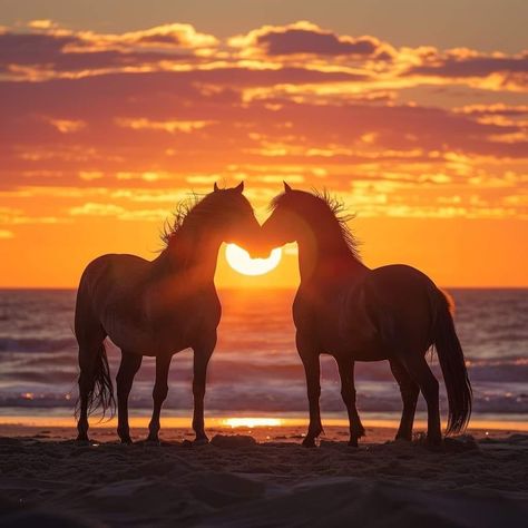 Two Horses In Love, Horse Couple, Horse Riding Quotes, Beautiful Horses Photography, Cute Horse Pictures, Barrel Racing Horses, Beautiful Ocean Pictures, Horse Wallpaper, Horse Aesthetic