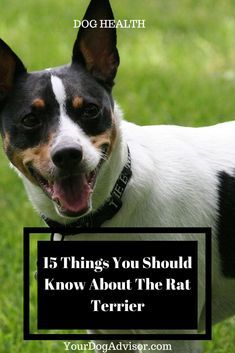 Rat Terriers Dogs, Decker Rat Terrier, Rat Terrier Chihuahua Mix Dogs, Stanford Terrier, Rat Terrier Art, Rat Terrier Puppies, Red Boston Terriers, Rat Terrier Mix, Rat Terrier Dogs