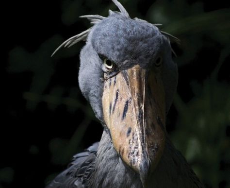 Shoebill Stork, Birds, Instagram