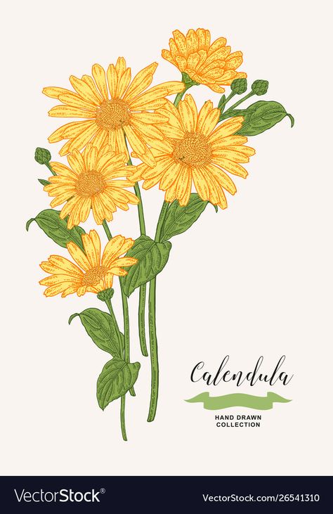 Calendula Flower Aesthetic, Calendula Flower Drawing, Calendula Flower Tattoo, Daisy Flower Drawing, Medical Plants, Calendula Flowers, Calendula Flower, Black And White Picture Wall, Hand Drawn Vector Illustrations