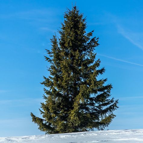 Short black spruce tree White Spruce Tree, Black Hills Spruce, Wallpaper Adventure, Black Spruce, White Spruce, Spruce Tree, Amazing Nature Photos, Black Hills, Growing Tree