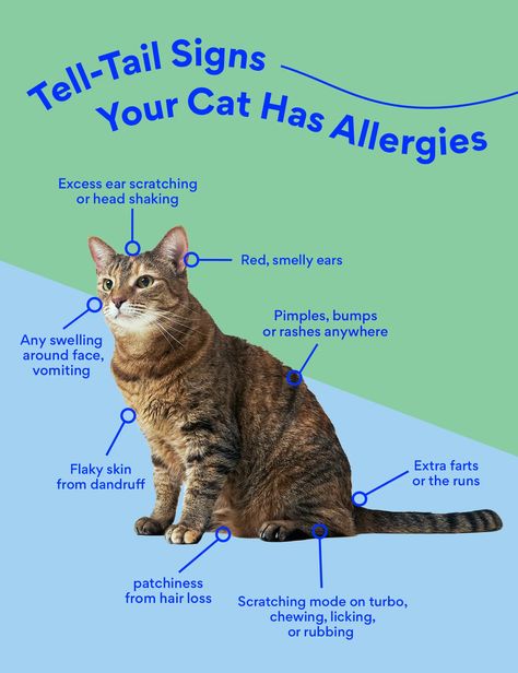 Cat Allergy Medicine: What Can I Give My Cat for Allergies? | BeChewy Cat Allergy, Swollen Lips, Cat Sneezing, Cat Medicine, Carpet Diy, Allergic To Dogs, Allergy Medicine, Allergic To Cats, Living With Cats