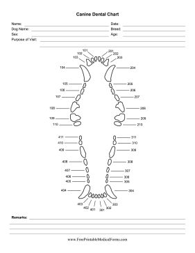 This printable veterinary form features a numbered periodontal chart for dogs. Free to download and print Veterinary Dental Chart, Feline Dental Chart, Canine Dental Chart, Vet Clinic Organization, Dental Charting, Canine Anatomy, Medical Binder Printables, Vet Nursing, Vet Tech School