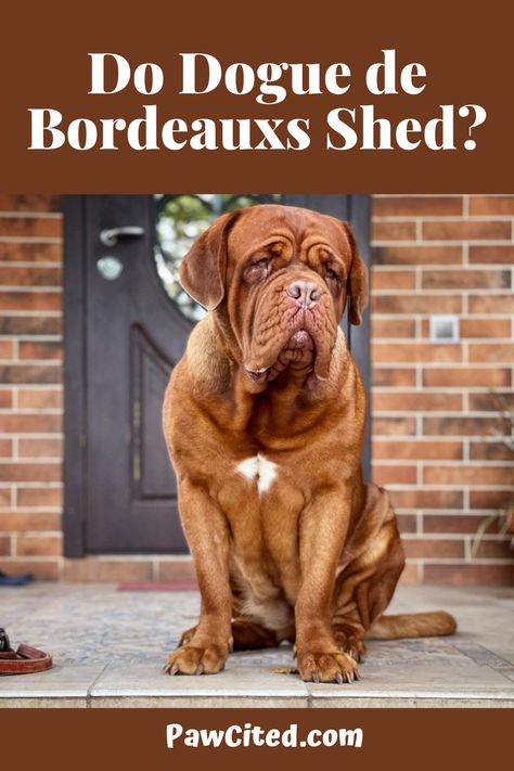 You have to prepare your complete grooming set should you think about getting a Dogue de Bordeaux, or also known as the French Mastiff, because this breed sheds! Find out more! #doguedebordeaux #doglover #dog101 French Mastiff Dog, Dog 101, Bordeaux Dog, French Mastiff, Big Dog Breeds, Dead Hair, Mastiff Dogs, Purina Pro Plan, Hair Shedding