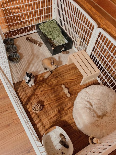 Bunny Ideas Cage, Bunny Cage Setup Ideas, Bunny Area Ideas, Cute Bunny Cages, Bunny Setup Indoor, Bunny Set Up Indoor Small Room, House Bunny, Rabbit Cage Setup, Aesthetic Bunny Setup