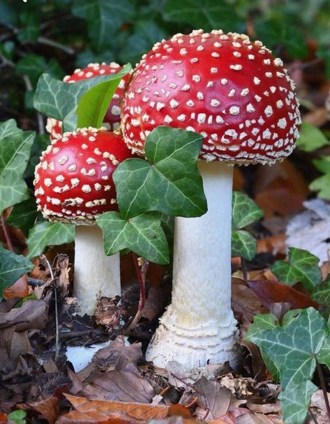 Red Mushroom Photography, Mushroom Refrences Photos, Red Cap Mushroom, Fall Mushrooms, Mushroom Images, Mushroom Pictures, Fruit Photography, Mushroom Fungi, Mushroom Decor