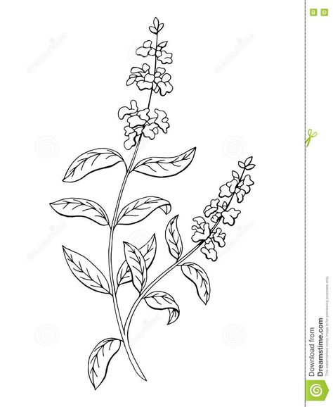 Salvia Flower, Herb Embroidery, Back Tats, Plant Activities, Black And White Illustrations, Black And White Flower, Flower Sketches, Desenho Tattoo, Spine Tattoos