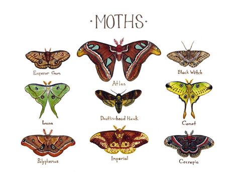 Giant Moth, Guided Art, Moth Art, Nature Art Prints, Moth Tattoo, Black Witch, Etsy Art Prints, Etsy Art, Field Guide