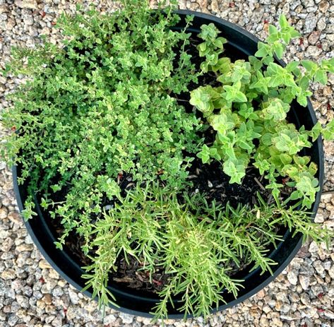 How to Dry Oregano Leaves! {2 Easy Tricks} - The Frugal Girls How To Dry Thyme Fresh Herbs, Dry Oregano How To, How To Harvest And Dry Herbs, Drying Oregano Fresh Herbs, Rosemary Plant Care, Green Onions Growing, Drying Fresh Herbs, Mason Jar Herb Garden, Growing Herbs Indoors