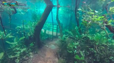 Heavy Rain Turns A Brazilian Rainforest Into Eerily Stunning Underwater Park - ellemag Brazilian Rainforest, Underwater Park, Under The Water, Forest Path, Natural Heritage, Heavy Rain, Hiking Trail, Alam Yang Indah, Crystal Clear Water