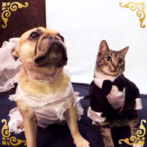 Roxy and Dubbs are getting married. French Bulldog and Cat wedding photo. Bulldog Costumes, French Bulldog Costume, Cat Wedding, Holiday Costumes, Cat And Dog, Cat Accessories, Wedding Photo, Roxy, Getting Married