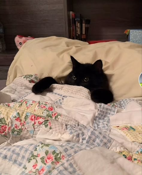 Black Cat In Bed, Cute Black Cat Aesthetic, Happy Black Cat, Black Kitties, Black Cat Aesthetic, Bedtime Story, Cat Books, Silly Animals, Cat Person