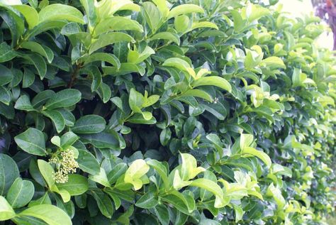 Sweet Viburnum, Sweet Viburnum Hedge, Viburnum Hedge, Viburnum Plicatum, Viburnum Nudum, Viburnum Bodnantense, Viburnum Opulus Compactum, Viburnum Odoratissimum Hedge, Florida Landscaping