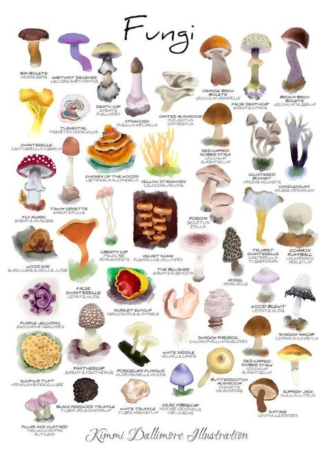 Mushroom Diys, Mushroom Names, Fungi Illustration, Types Of Mushrooms, Mushroom Identification, Chicken Of The Woods, Fungi Art, Types Of Fungi, Mushroom Pictures