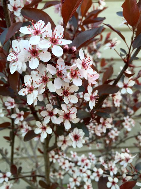 Purple leafed sand cherry blossoms Purple Leaf Sand Cherry, Sand Cherry, Cherry Plant, Purple Blossom, Cherry Design, Gothic Garden, Koi Fish Tattoo, Fish Tattoo, Hanging Garden