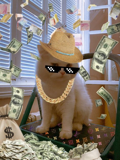 Cat With Money Pfp, Money Cat Wallpaper, Rich Reaction Pic, Cat With Money, Rich Pfp, Rich Meme, Rich Anime, Cat Pfp Cute, Funny Videos Of Cats