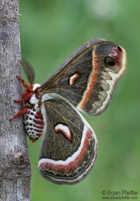 Cecropia Moth (Hyalophora cecropia) on June 05, 2016 by Bryan Pfeiffer. Posed after coming to my UV light · iNaturalist Fairy Sculpture, Cecropia Moth, Moth Drawing, Moth Species, Colorful Moths, Gallery Tattoo, Cute Moth, Cool Insects, Paintings Ideas