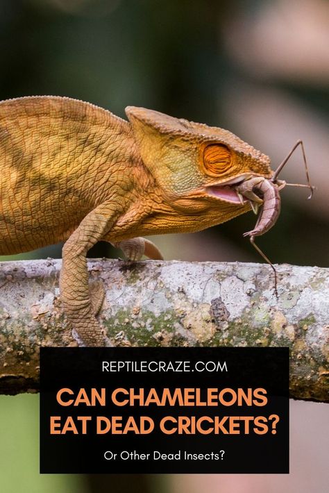 Though chameleons are insectivores, they prefer eating live crickets and insects. Aside from not finding them attractive, dead insects lose moisture and nutrients through evaporation. They also release ammonia, which causes them to stink and is poisonous to your chameleon. False Chameleon, Chameleon Food, Lizard Types, Ant Bites, Insect Box, Monarch Caterpillar, Fire Ants, Types Of Insects, Chameleons