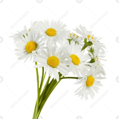 Bunch of beautiful daisy flowers on white background Beautiful Daisy Flowers, Ceramics Projects, Daisy Flowers, Daisy Flower, White Background, Daisy, Plants, Flowers, White