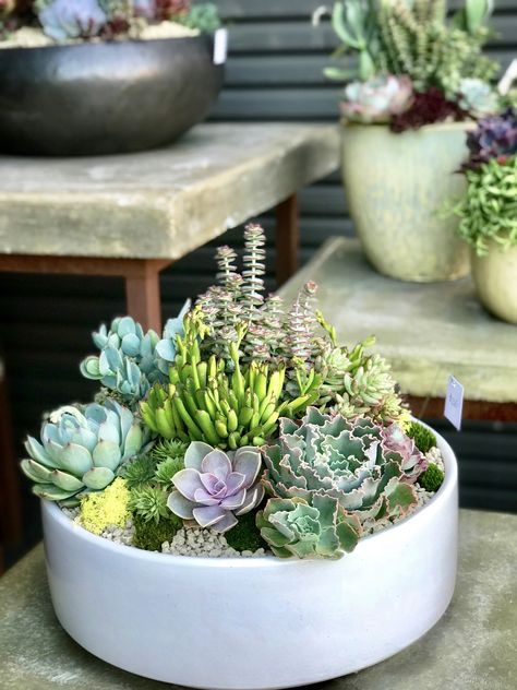 Planter With Succulents, Round Succulent Arrangement, Modern Succulent Arrangements, Indoor Succulent Arrangements, Succulent Bowl Indoor, Outdoor Succulent Garden Pots, Succulent Arrangements Indoor, Succulents Bowl, Succulent Pot Ideas