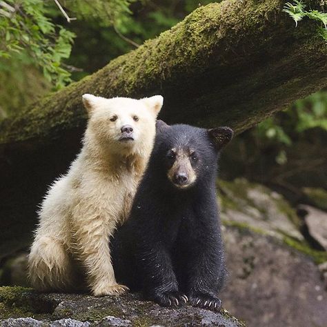 Sibling spirit bears.  #greatbearrainforest #spiritbear #nature #wildlifeconservation Kermode Bear, White Bears, American Black Bear, Black Bear Cub, Spirit Bear, Bear Photos, Super Cute Animals, White Bear, Bear Cubs