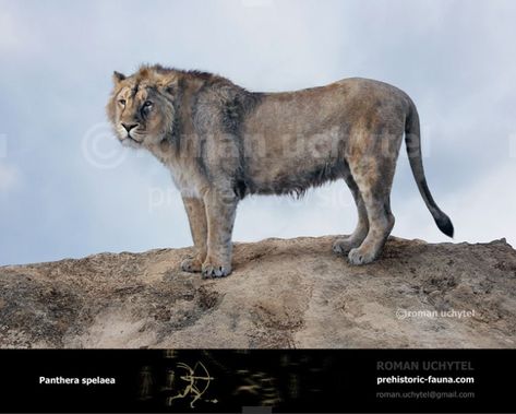 American Lion Prehistoric, Panthera Spelaea, Panthera Leo Spelaea, Wasteland Creatures, Pleistocene Animals, Cave Lion, Lion Image, American Lion, Prehistoric Mammals