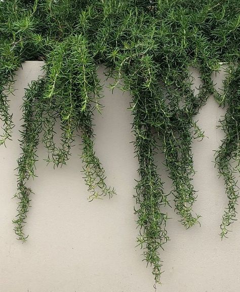 Rosemary Landscape, Rosemary Prostrate, Garden Mediterranean, Cascading Plants, Plant Palette, Plant Combos, Vegetable Garden Design, Green Roof, Udaipur