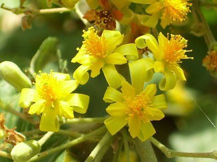 Mango blossoms in Malihabad, Uttar Pradesh, India Mango Blossom, Fruit Tree, Colorful Gifts, Uttar Pradesh, Fruit Trees, Mother Nature, Nature Inspiration, Vines, Pinterest Likes