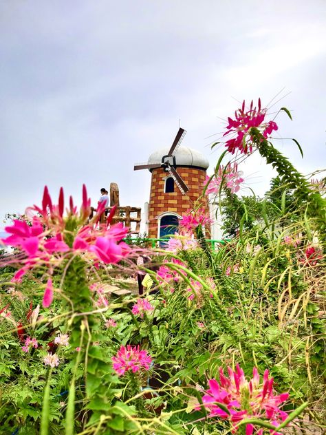 The picture captures a natural view of greens and pink flowers. In the back there's a small windmill facing the cloudy sky Sirao Garden Cebu, Cebu City Philippines, Cebu City, Cebu, Manila, Flower Garden, Philippines, Collage, Plants