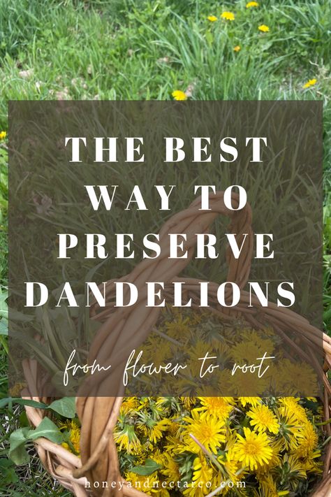 Preserving Dandelions- Honey & Nectar Co. Dandelion Preservation, Dandelion Tea Recipe, Dandelion Oil, Fat Burning Breakfast, Edible Weeds, Goat Milk Recipes, Preserving Herbs, Dandelion Tea, Dandelion Leaves