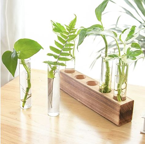 Plant Vases, Office Flowers, Test Tube Vase, Hydroponic Farming, Hydroponics Diy, Propagation Station, Trendy Plants, Plant Terrarium, Hydroponic Growing