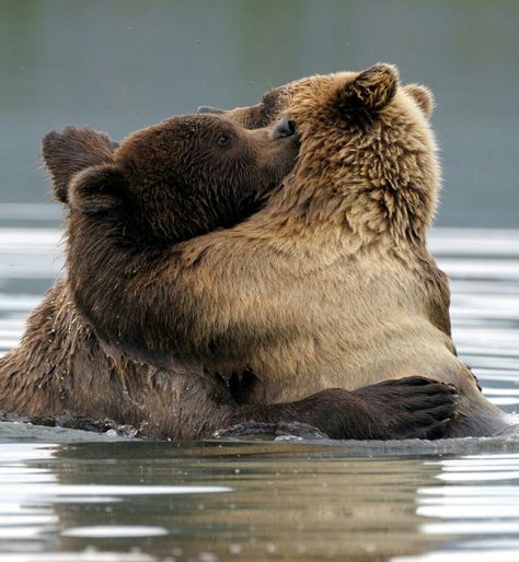 Come On Give Me a Hug! Bears Cuddling, Bears Hugging, Bears In Love, Good Night Teddy Bear, Kodiak Bear, Animal Hugs, Brown Bears, Bear Pictures, About Animals