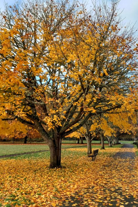 Maple leaves Maple Trees, Maple Tree, Autumn Photography, Autumn Trees, Trees, Collage, Photography, Pins, Nature