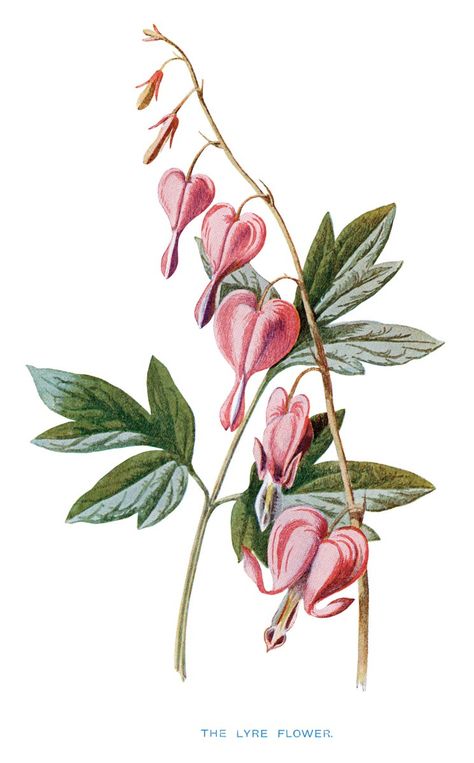 Here is a lovely vintage printable illustration of a Lyre flower, also known as the Bleeding Heart. It has pretty pink heart shaped flowers and light green leaves. I scanned the original illustrati… French Images, Craft Label, Old Design, Illustration Botanique, Vintage Printable, Plant Drawing, January 23, Image Transfer, Vintage Artwork