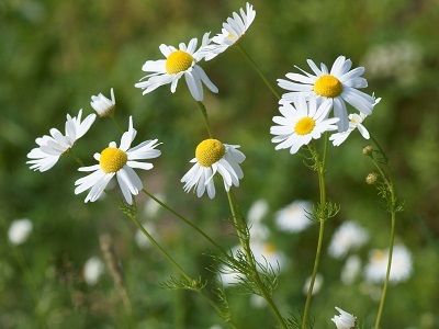 Chamomile (Matricaria chamomilla) German Chamomile Essential Oil, Earthy Fragrance, Chamomile Essential Oil, Culinary Herbs, Essential Oils Rosemary, Chamomile Flowers, Medicinal Herbs, Oils For Skin, Geraniums