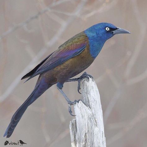 Common Grackle   Super photo taken by: @backyardcritters  Thanks 4 tagging #nuts_about_birds Photo selected & Mod @lisapinky12  #NAB_backyardcritters  cc  @Cowpi32 @Lisapinky12  @Jennys_photos @Pjlvr @stormaster9_photography ________________________________________________ Check out @nuts_about_squirrels  by nuts_about_birds Grackle Bird, Flora And Fauna Art, Common Grackle, Birds Photos, Crows And Ravens, World Birds, Black Birds, Birds Of America, Goldfinch