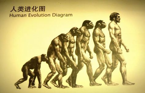 History of Evolution Charles Lyell, Georges Cuvier, Giraffe Neck, Origin Of Species, Evolutionary Biology, Theory Of Evolution, Human Evolution, Archaeological Discoveries, History Museum