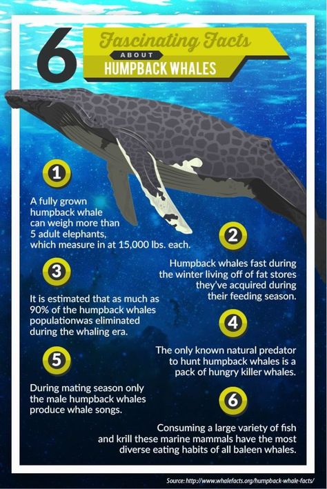 6 Fascinating facts about humpback whales Facts About Whales, Humpback Whale Facts, Whale Facts, Dolphin Party, Science Infographics, Great Whale, Baleen Whales, Biology Projects, Whale Song