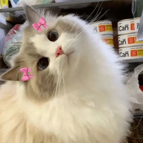 Cute Cat Icons Aesthetic, Cat Pfp Coquette, Cat Cute Pfp Aesthetic, Cute Kitty Pfp, Cats Aesthetic Pfp, Cat Cute Pfp, Cat Aesthetic Icon, White Cats Aesthetic, Pfp Photography