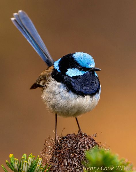 Blue Fairy Wren, Splendid Fairy Wren, Fairy Wrens, Blue Wren, Australian Fauna, Fairy Wren, Birds Photography, Cute Bird, Australian Birds