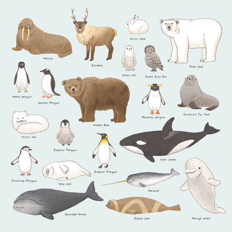 Arctic and Antarctic Animals on Behance Cute Arctic Animals, Animals Poster, Artic Animals Drawings, Antartica Animals, Arctic Art, Antarctica Drawing, Antarctica Animals, Tundra Animals, Arctic Ocean Animals