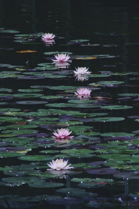 Waterlily Pond, Buddha Wallpaper, Lily Wallpaper, Water Aesthetic, Eric Cartman, Drawing Examples, Wallpaper Nature Flowers, Lily Pond, Aesthetic Painting