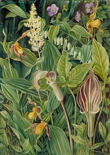 Marianne North, Painting Of Flowers, Royal Botanic Gardens, 30 August, Vintage Botanical Prints, Plant Painting, 수채화 그림, Botanic Gardens, Botanical Painting