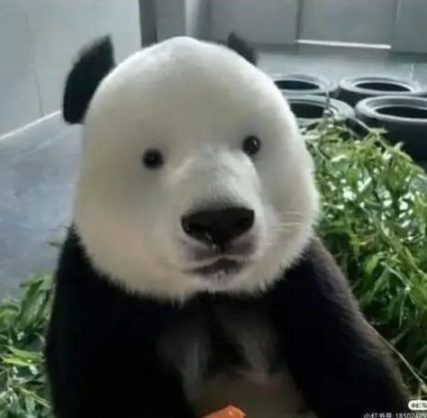 jenna Ɛ: on X: "rlly obsessed with these eyelinerless pandas rn https://t.co/3mUgr4yz4a" / X Hello Panda, Panda Eyes, Panda Love, Funny Profile Pictures, Funny Reaction Pictures, Eye Bags, Red Panda, 귀여운 동물, Bored Panda