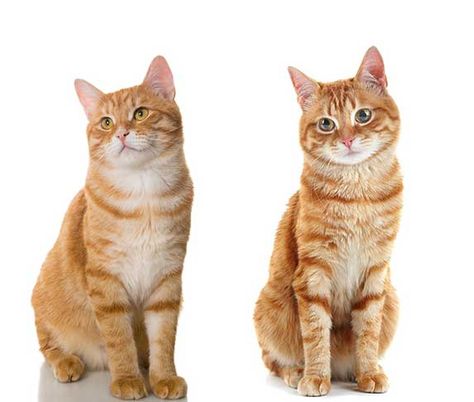 The Guide to Orange Cat Breeds (Cool Facts) | ZooAwesome Orange Cat Breeds, Cat Types, Cat Breeds Chart, Cats Crazy, Best Cat Breeds, Huge Cat, Cool Facts, Dnd Campaign, Orange Kittens