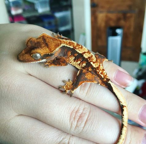 Crested Gecko Eyelash Crested Gecko, Crested Gecko Morphs, Crested Gecko Care, Gargoyle Gecko, Gecko Terrarium, Crested Geckos, Cute Gecko, Cute Lizard, Reptile Room