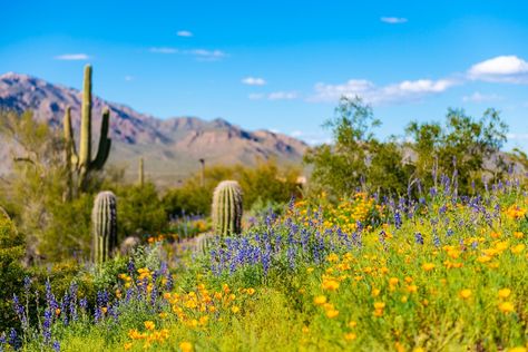 Arizona Wildflowers, Queen Creek Arizona, Arizona Mountains, Sonora Desert, Arizona Adventure, Desert Style, Blooming Cactus, Desert Botanical Garden, Spring Travel